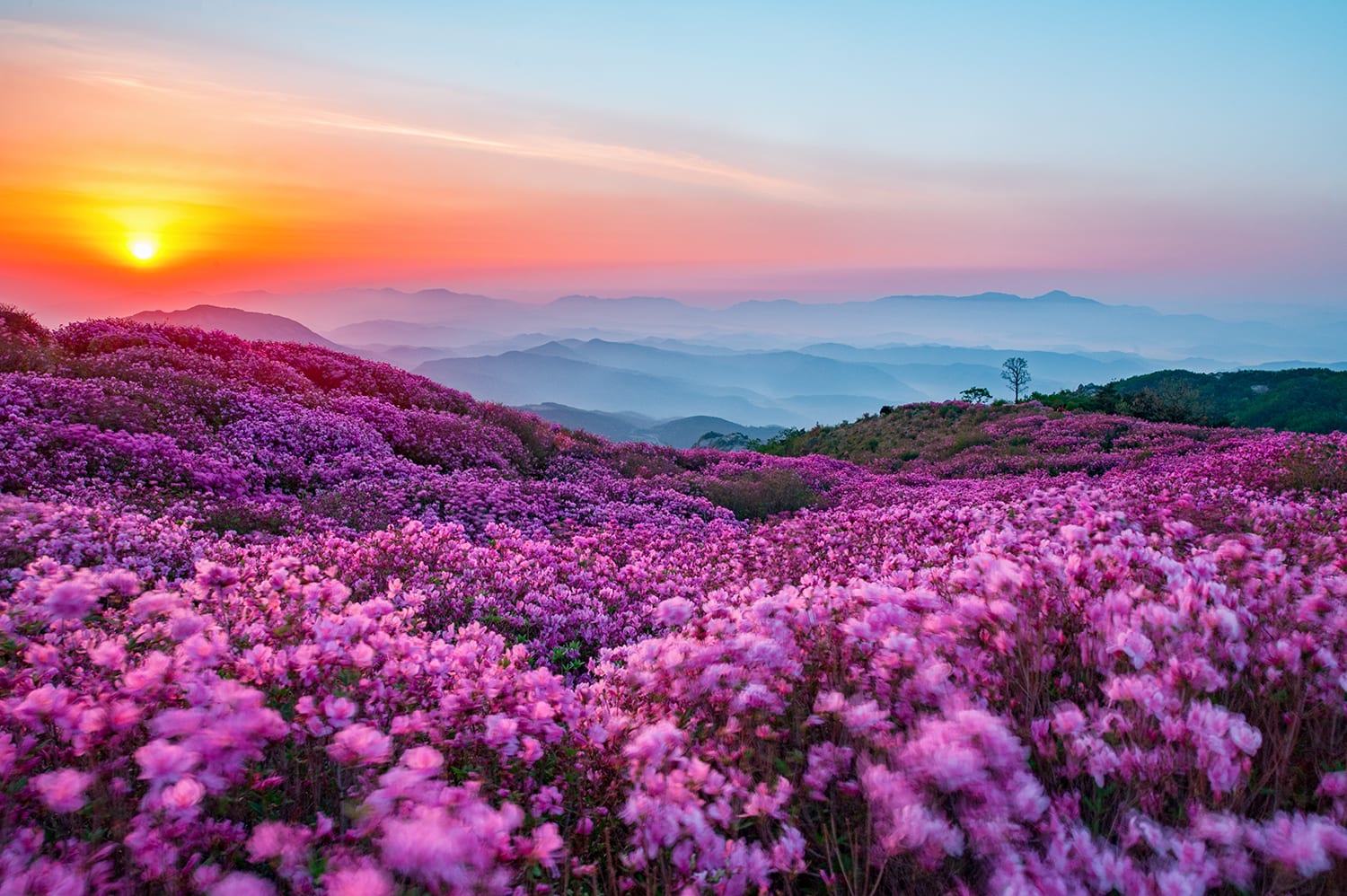 Lễ hội hoa trên núi Hwangmae, Gyeongsang