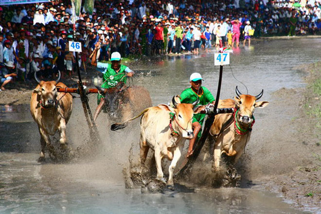 Những điểm đặc sắc của lễ hội đua bò vùng Bảy Núi