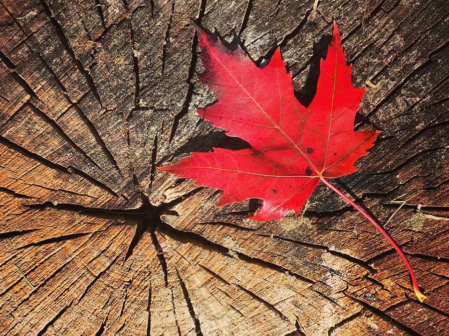 Biểu tượng lá phong đỏ có ý nghĩa gì với người Canada?