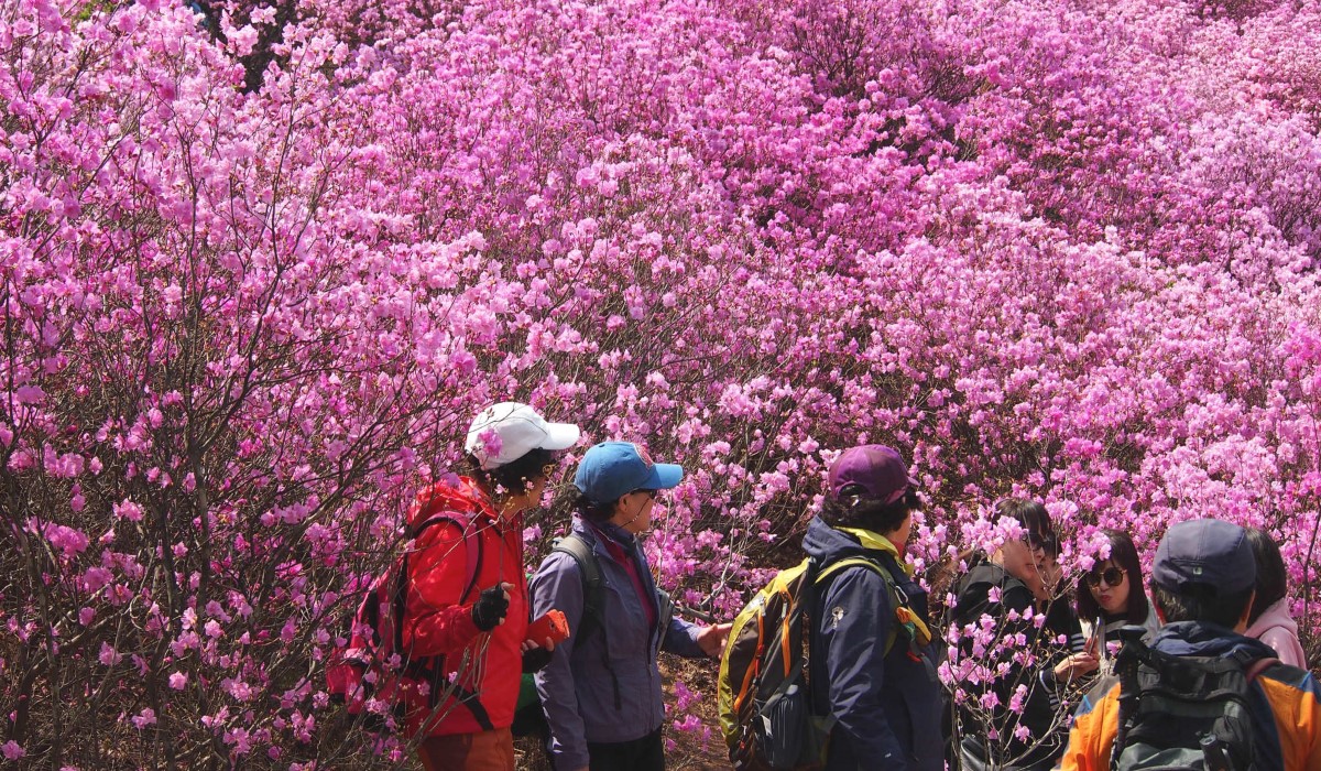 Lễ hội hoa đỗ quyên tuyệt đẹp tại Hàn Quốc